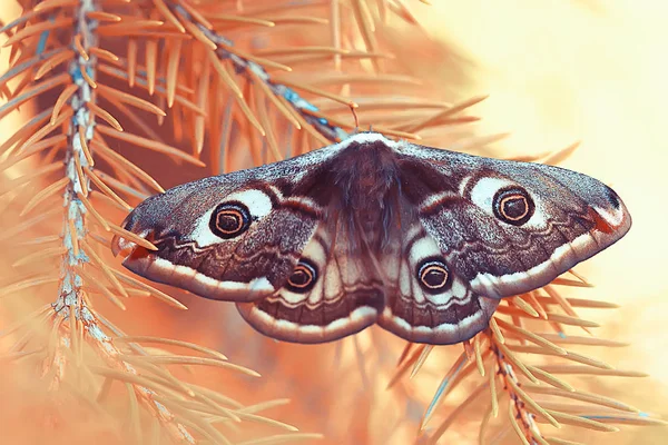 Farfalla Occhio Pavone Notturno Insetto Bella Farfalla Occhio Pavone Natura — Foto Stock