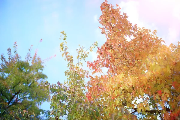 Padlé Žluté Listy Pozadí Abstraktní Sezonní Prosté Žluté Listy Parku — Stock fotografie