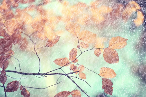 秋雨背景滴 抽象秋季景观在雨天 季节性景观在公园 — 图库照片