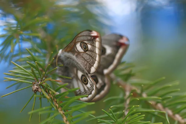 Papillon Paon Oeil Nocturne Insecte Beau Papillon Paon Oeil Dans — Photo