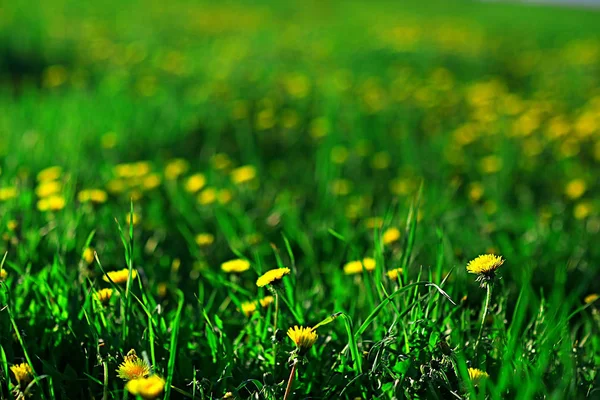 Paardebloemen Veld Stad Abstract Zomer Landschap Veld Met Gele Bloemen — Stockfoto