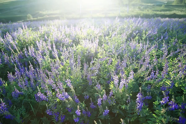 Landscape Wildflowers Large Field Sky Landscape Village Purple Flowers Wildlife — Stock Photo, Image