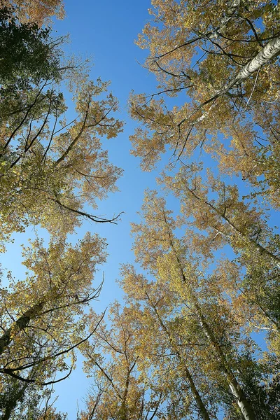 秋の木々の枝を見上げる 抽象的な背景 秋の風景 空の木々の黄色い葉 — ストック写真