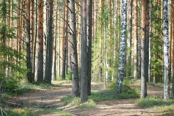 Весенний Лесной Пейзаж Сезонные Зеленые Деревья Лесу Свежий Весенний Солнечный — стоковое фото