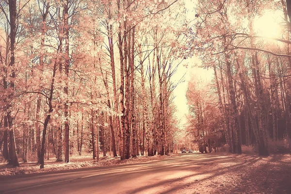 Herbstlandschaft Park Saisonal Gelbe Landschaft Sonniger Park Mit Abgefallenen Blättern — Stockfoto