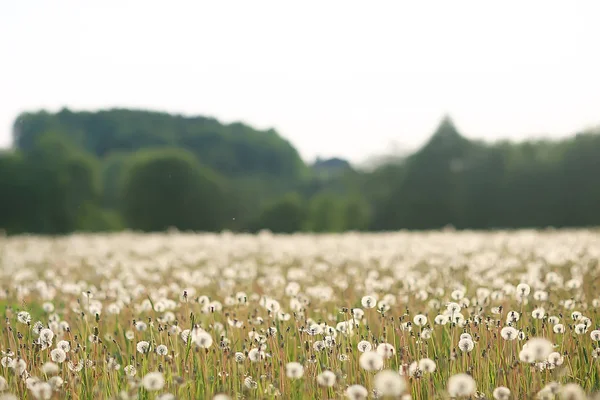 Wild Wildflowers Field Nature Landscape Abstrait Background View Summer Flowers — Photo