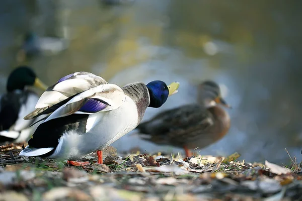 Pato Otoño Parque Estanque Ave Por Estanque Parque Ánade Real — Foto de Stock