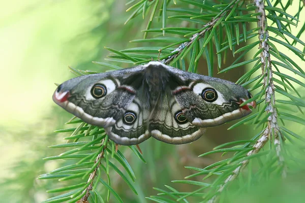 Farfalla Occhio Pavone Notturno Insetto Bella Farfalla Occhio Pavone Natura — Foto Stock