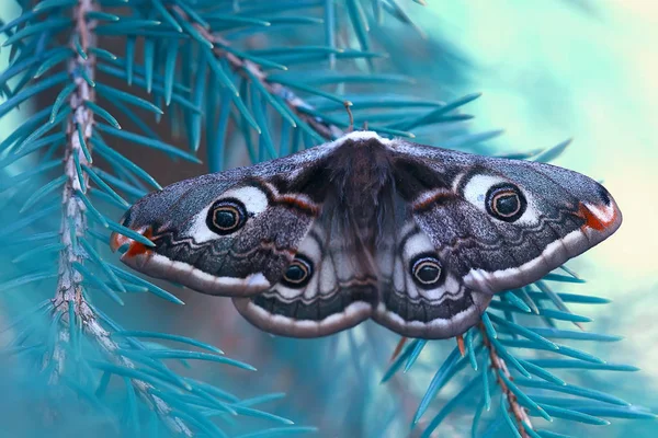 Farfalla Occhio Pavone Notturno Insetto Bella Farfalla Occhio Pavone Natura — Foto Stock