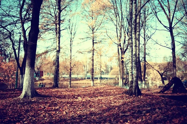 공원의 낙엽이있는 노란색 햇볕이 — 스톡 사진