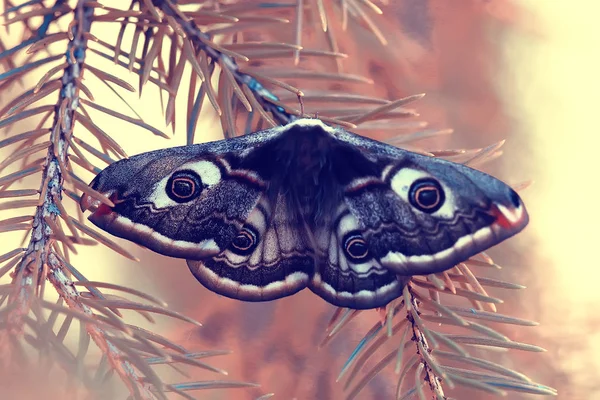 Butterfly Peacock Eye Nachtelijke Insect Mooie Vlinder Peacock Eye Het — Stockfoto