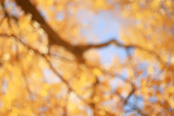 Feuilles Jaunes Bokeh Fond Saisonnier Belles Feuilles Automne Branches Jaunes — Photo