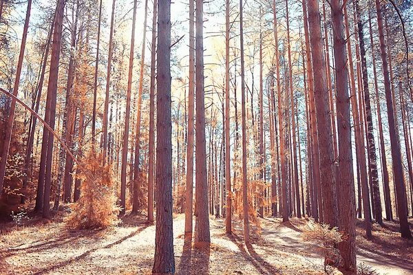 Bosque Otoño Norte Paisaje Bosque Otoño Norte Vista Naturaleza Temporada —  Fotos de Stock