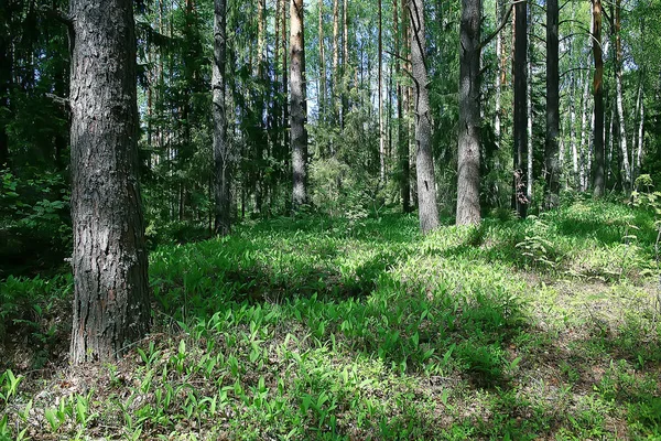 Sommer Park Landschaft Saisonblick Grüne Bäume Sommer Konzept Naturspaziergang Ökologie — Stockfoto