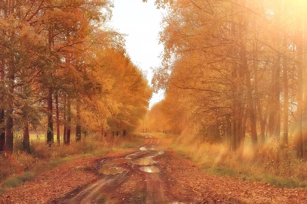 Autumn Park Sun Landscape Seasonal Autumn Landscape Yellow Park Sun — Stock Photo, Image