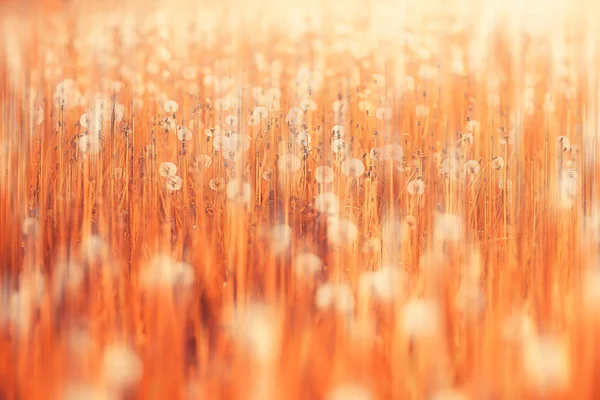 White Dandelion Field Fluff Flies Dandelion Seeds Summer Wild Flowers — Stock Photo, Image