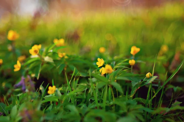 Divoké Květiny Nejvyšší Pohled Pozadí Abstraktní Sezónní Zázemí Letní Malé — Stock fotografie