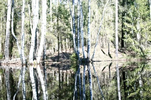 Frühling Waldlandschaft Saisonal Grün Hintergrund Bäume Wald Frischer Frühling Sonnige — Stockfoto