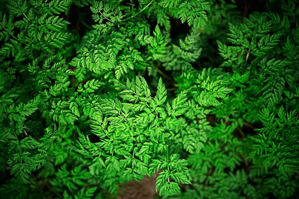 Hierba Verde Hojas Vista Superior Campo Salvaje Verano Selva Bosque —  Fotos de Stock