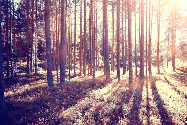 秋の公園の風景 コンセプト自然の季節の風景シーズン 木インドの夏 — ストック写真