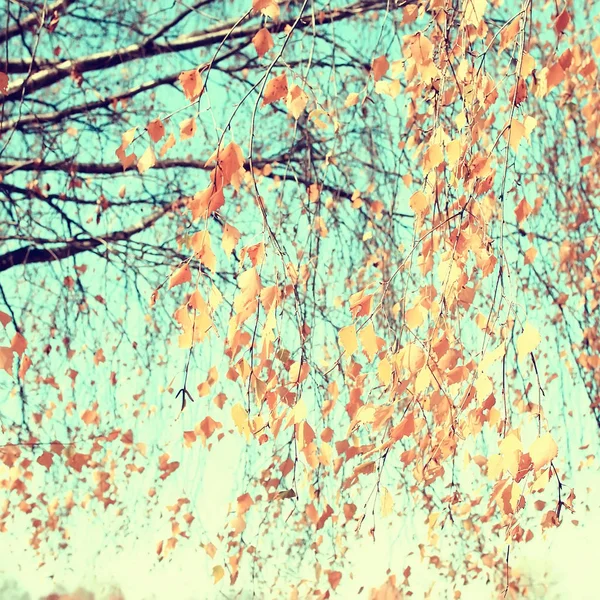 落ちた黄色の葉の背景 抽象的な季節の平野黄色の葉の背景公園 — ストック写真