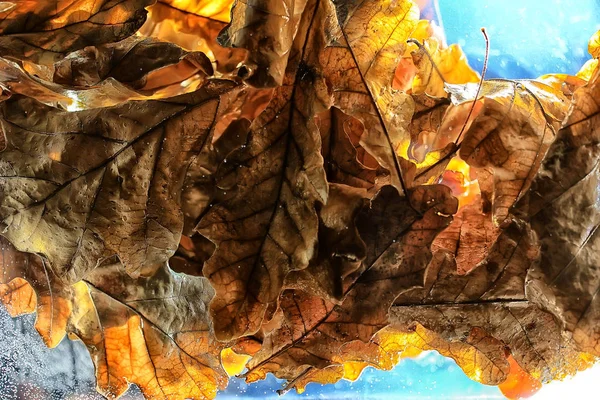 Žluté Listy Bokeh Sezónní Zázemí Krásný Podzim Zanechává Žluté Větve — Stock fotografie