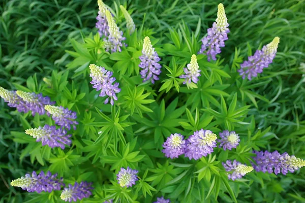 Altramuces Campo Flores Verano Púrpura Flores Silvestres Naturaleza Paisaje Campo — Foto de Stock