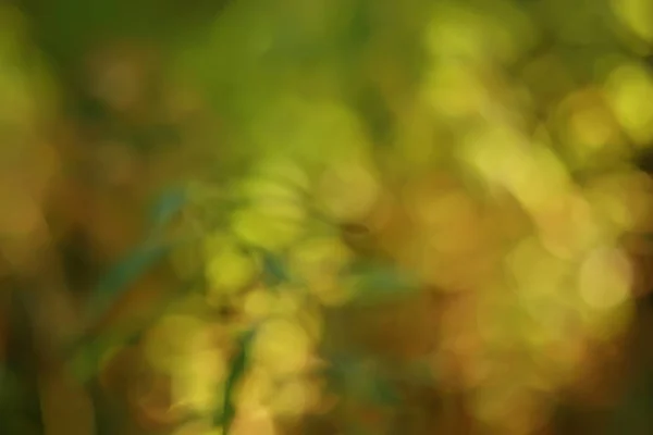 Beau Paysage Parc Automne Forêt Arbres Dans Feuillage Jaune Paysage — Photo