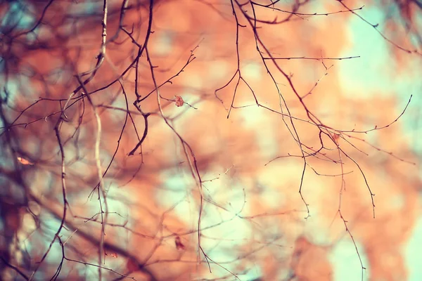 枝叶黄色背景 抽象季节性背景落叶美丽的照片 — 图库照片
