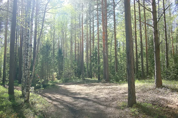 Spring Forest Landscape Säsong Grön Bakgrund Träd Skogen Färska Våren — Stockfoto