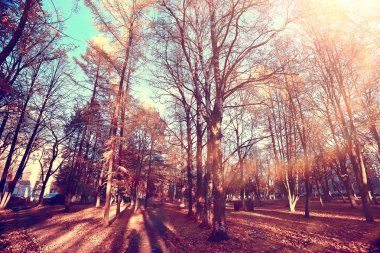 sarı bir parkta sonbahar parkı güneş manzara / mevsimlik sonbahar manzara, Ekim ayında gün batımında güneş ışınları
