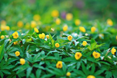 buttercups çiçek arka plan / soyut arka plan mevsimsel, ilkbahar, yaz, doğa çiçek, sarı yabani çiçekler