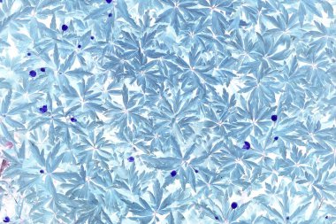 yaprakları mavi vintage tonlama / soyut arka plan doğa orman çim