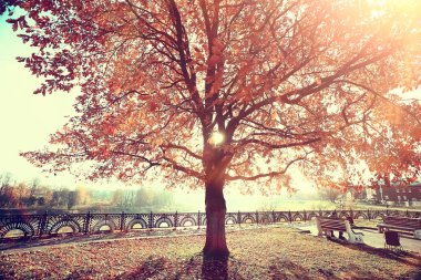 parkta sonbahar manzara / mevsimlik sarı manzara düşmüş yaprakları ile güneşli park