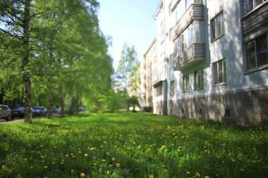 banliyölerinde sarı çiçekler ile karahindiba alan şehir / soyut yaz peyzaj alanı