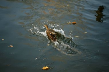 ördek sonbahar parkı gölet / parkta gölet tarafından kuş, yabanören göçmen kuş