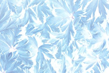 yaprakları mavi vintage tonlama / soyut arka plan doğa orman çim