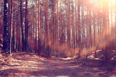 sonbahar parkı manzara / konsept doğa mevsimlik peyzaj sezon, sonbahar, orman, ağaçlar Hint yaz