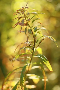 yeşil dalları arka plan bırakır / soyut görünüm mevsimlik yaz ormanı, yeşillik yeşil, eko kavram