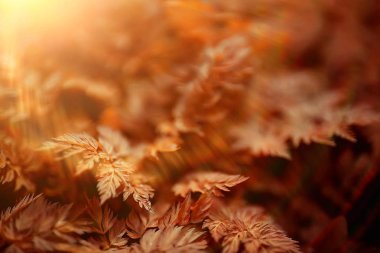 sarı çim doğa üzerinde manzara vahşi alan Hint yaz / manzara sonbahar görünümü üst görünüm bırakır