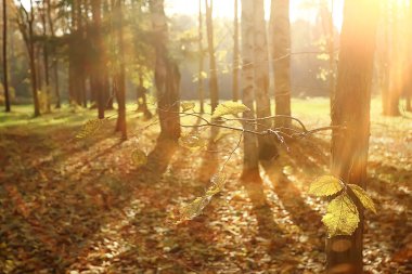 parkta sonbahar manzara / mevsimlik sarı manzara düşmüş yaprakları ile güneşli park