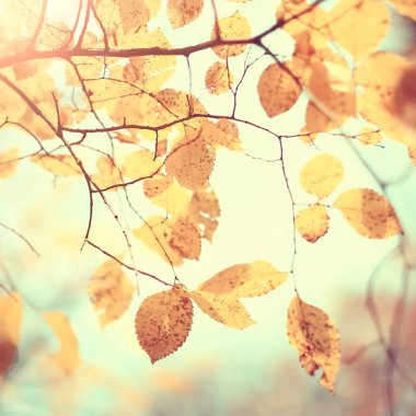 sarı bir parkta sonbahar parkı güneş manzara / mevsimlik sonbahar manzara, Ekim ayında gün batımında güneş ışınları