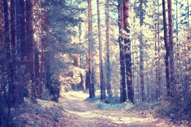 yaz ormanı manzara / yeşil ağaçlar yaz manzarası, ormanda yürüyüş, güneşli bir gün