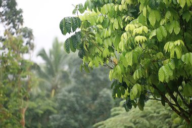 yaz ormanı manzara / yeşil ağaçlar yaz manzarası, ormanda yürüyüş, güneşli bir gün