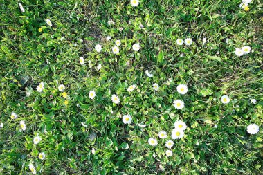 manzara kır çiçekleri / köyde büyük alan ve gökyüzü manzara, mor çiçekler yaban hayatı