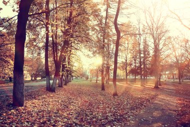 sarı bir parkta sonbahar parkı güneş manzara / mevsimlik sonbahar manzara, Ekim ayında gün batımında güneş ışınları