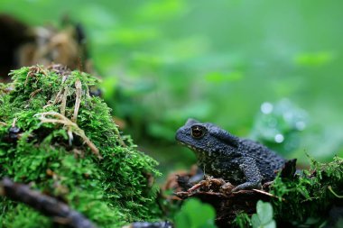 orman makro kurbağa / amfibi, ormanda sürüngen, ormanda yaban hayatı hayvan kurbağa