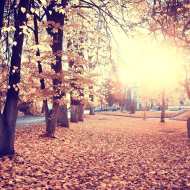 sarı bir parkta sonbahar parkı güneş manzara / mevsimlik sonbahar manzara, Ekim ayında gün batımında güneş ışınları