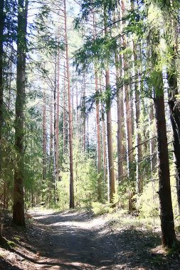 bahar orman manzara mevsimlik / ormanda yeşil arka plan ağaçları, doğada taze bahar güneşli manzara, eko kavramı