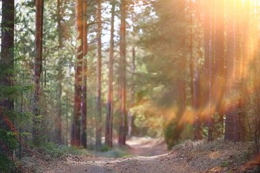 bahar orman manzara mevsimlik / ormanda yeşil arka plan ağaçları, doğada taze bahar güneşli manzara, eko kavramı